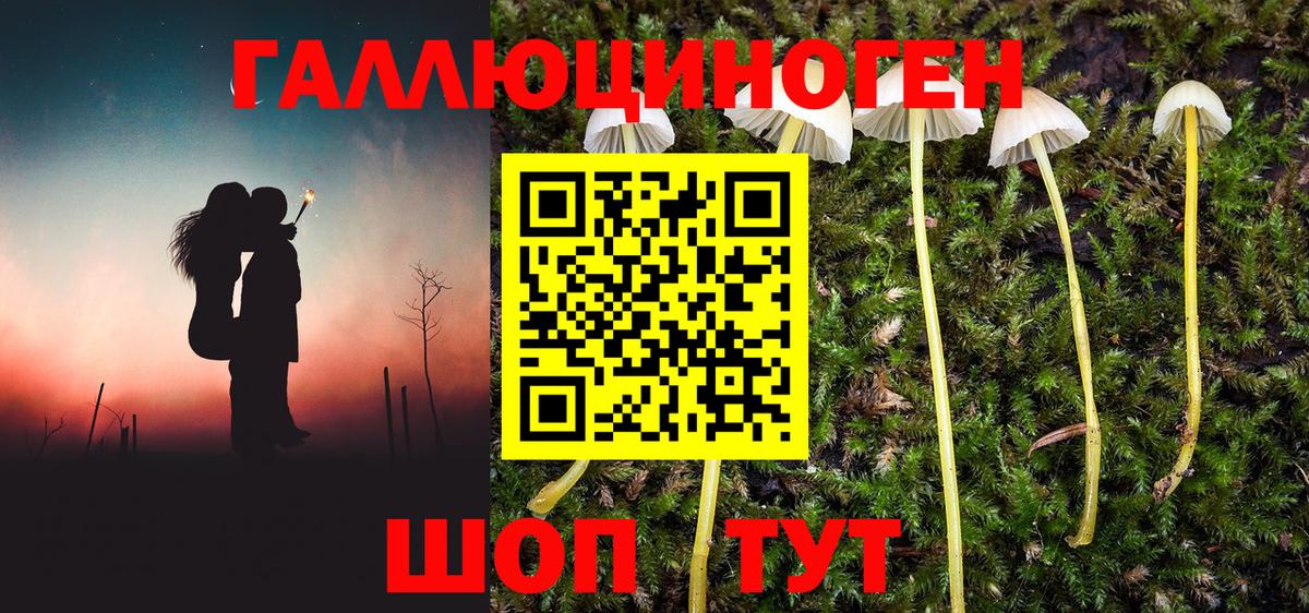 Галлюциногенные грибы GOLDEN TEACHER  Псилоцибиновые грибы Psilocybine cubensis  Туапсе  Вход с VPN 
